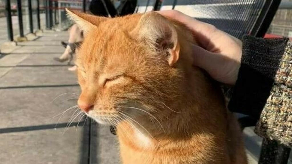 8000 euro opgehaald voor standbeeld Brammetje