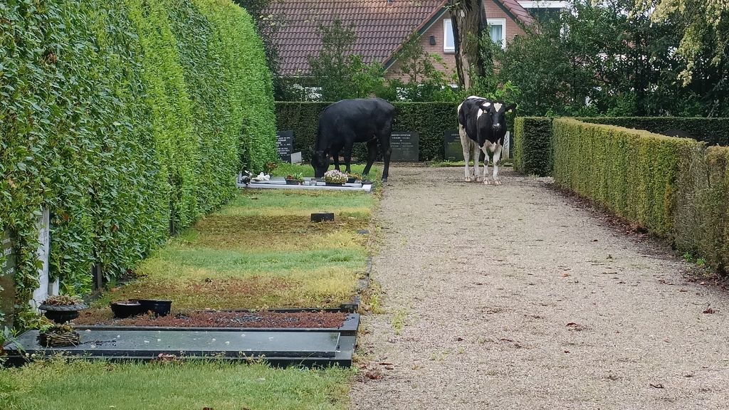 Tientallen koeien ontsnapt in Varsseveld, enkele grazen op de begraafplaats