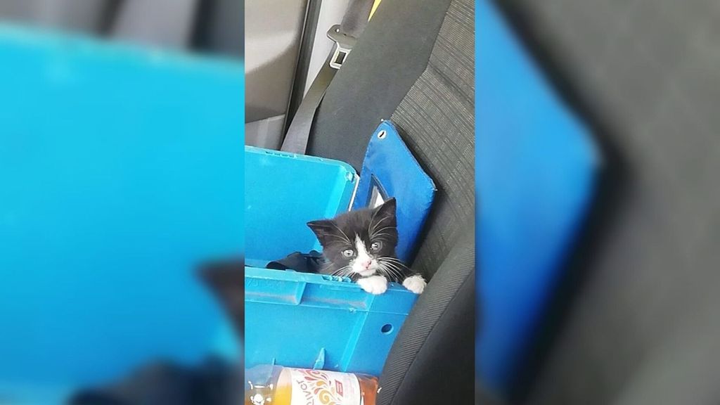 pakketbezorger-vindt-katje-in-postbus