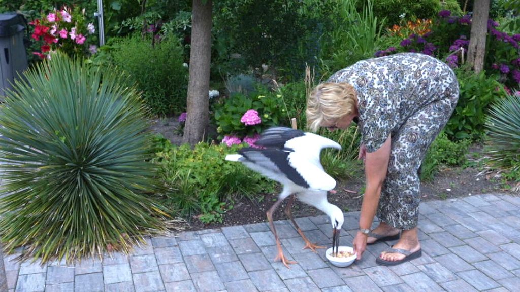 Ooievaar Max viel uit z'n nest en woont nu bij gezin in de tuin