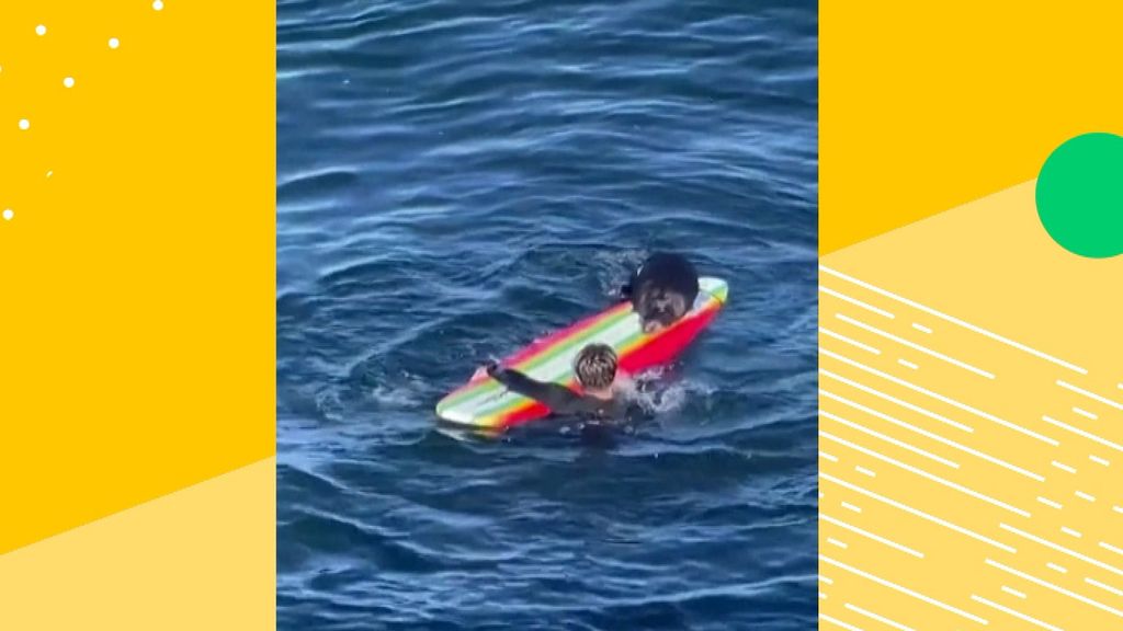 Zeeotter die surfboards steelt, laat zich niet vangen