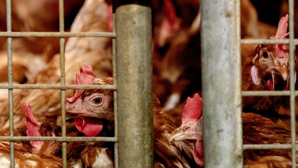 Landelijke ophokplicht weer ingesteld, twee weken na intrekking