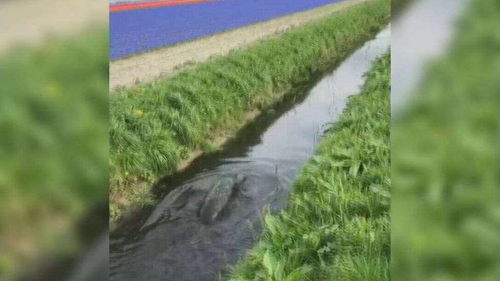 Zeehond is verdwaald en komt in de sloot terecht