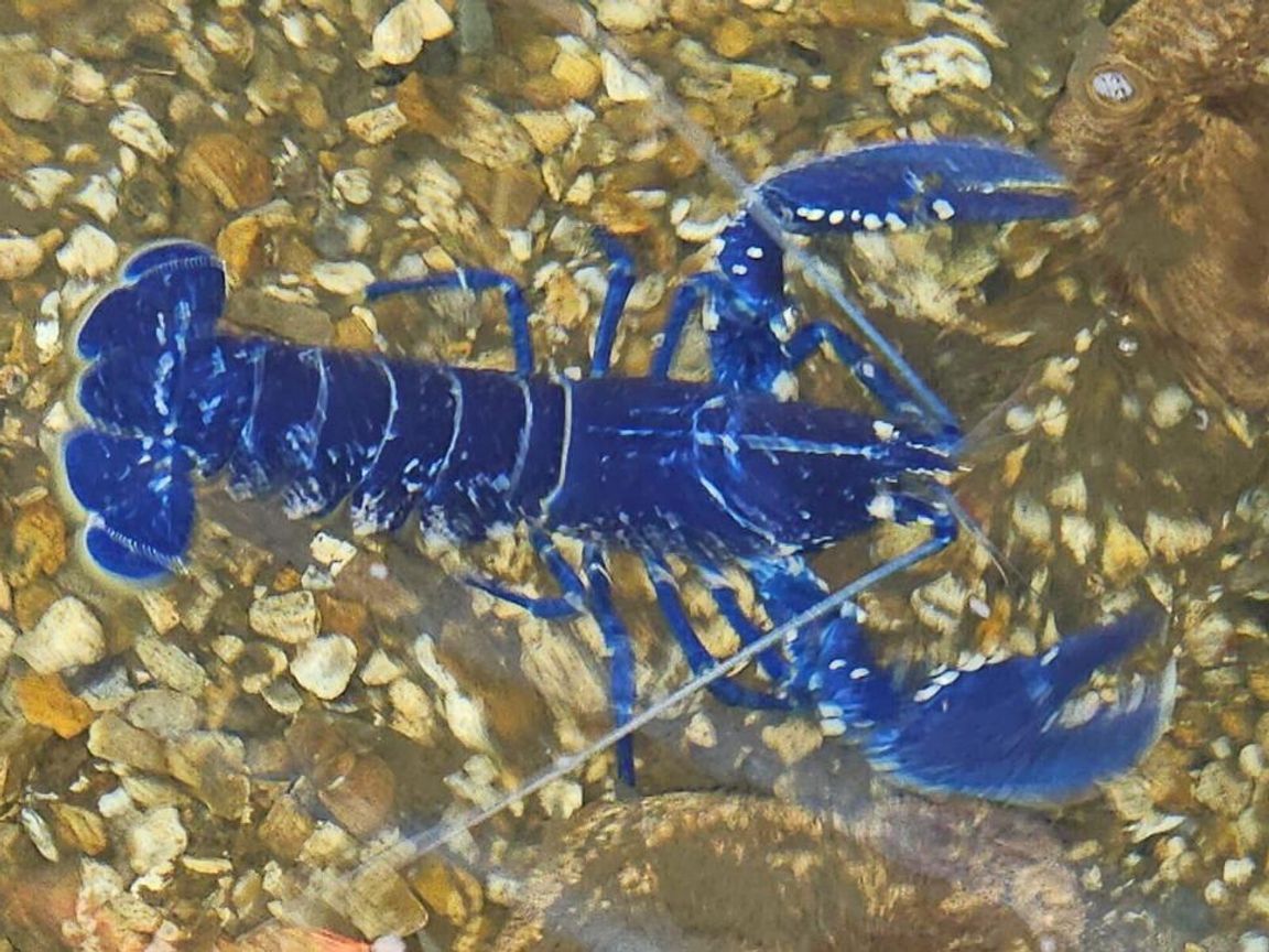 Hoekbank 3-zits FLAM Stof Blauw linkszijdig Hoekbank 3-zits FLAM Stof Blauw linkszijdig