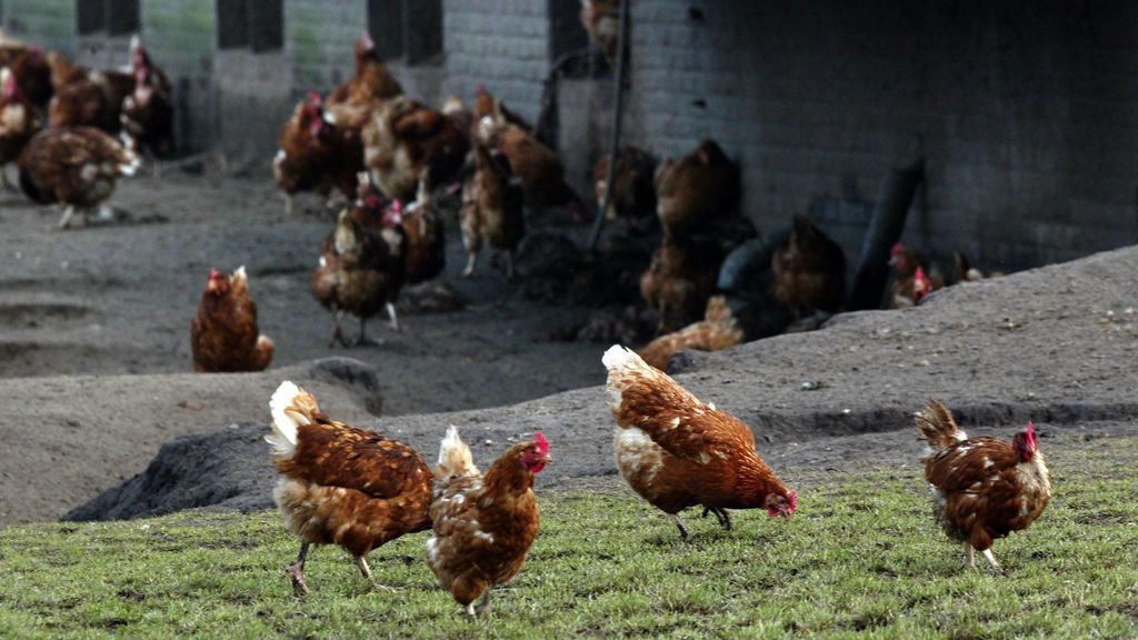 鳥インフルエンザワクチンの現地試験が成功、夏以降はさらに多くの企業が追随