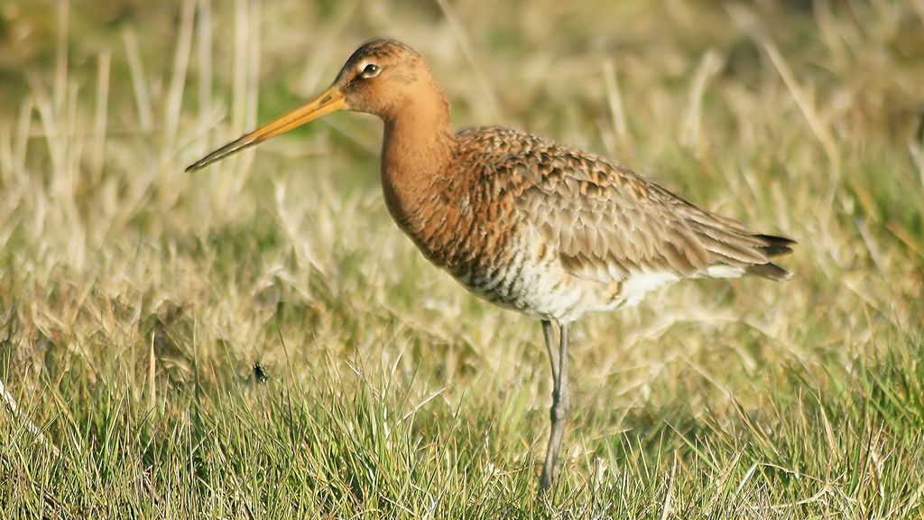 草原の鳥を保護するため、アイセルデルタ自然公園には風力タービンを設置せず