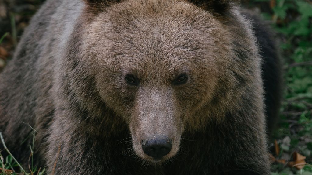 ルーマニアのクマがハイカーを荒野に引きずり込み殺害