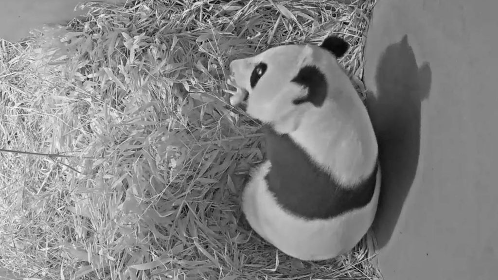 アウウェハンツ動物園でまたパンダの赤ちゃんが誕生
