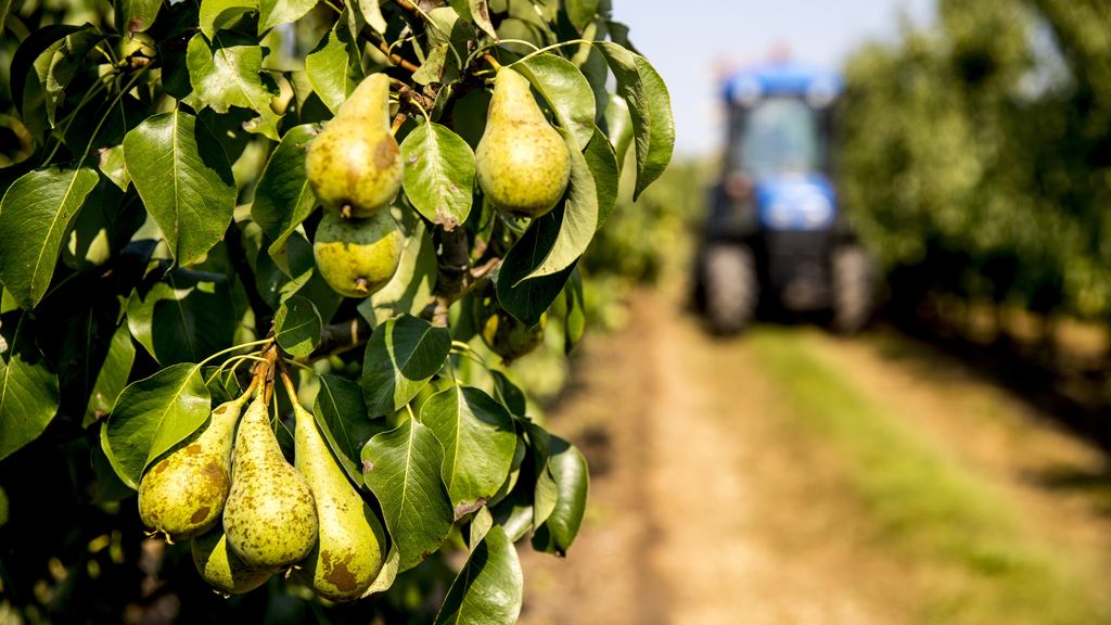 Minder peren door extreem weer in Nederland