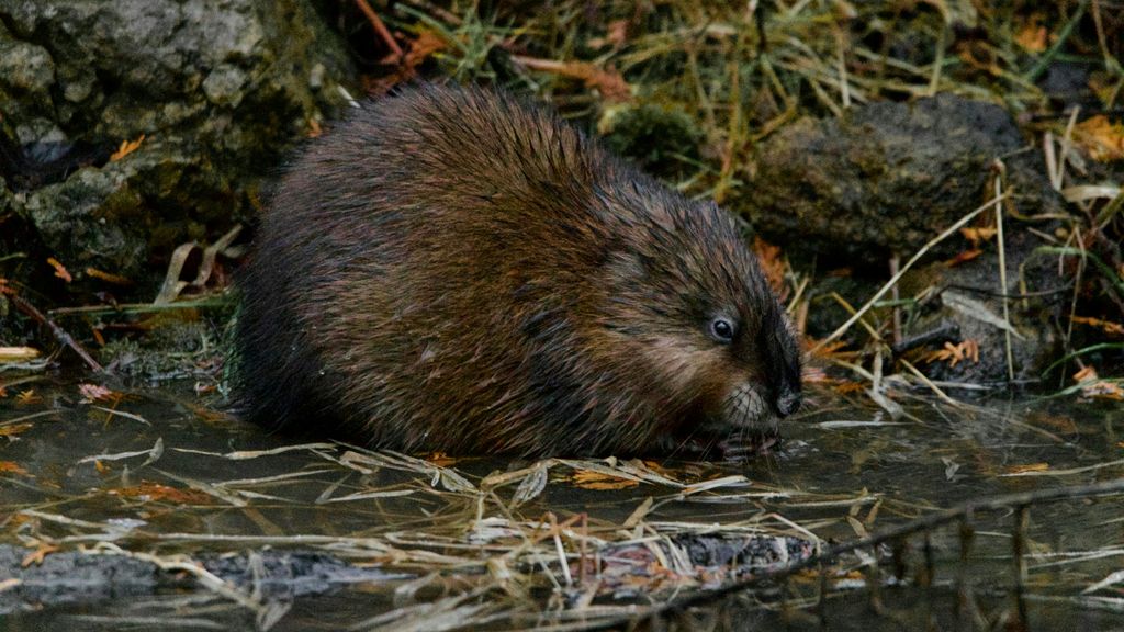 Hier smeren ze anti-bever-pasta op bomen