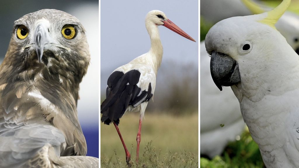 Kindervraag: Hoe oud kunnen vogels worden?