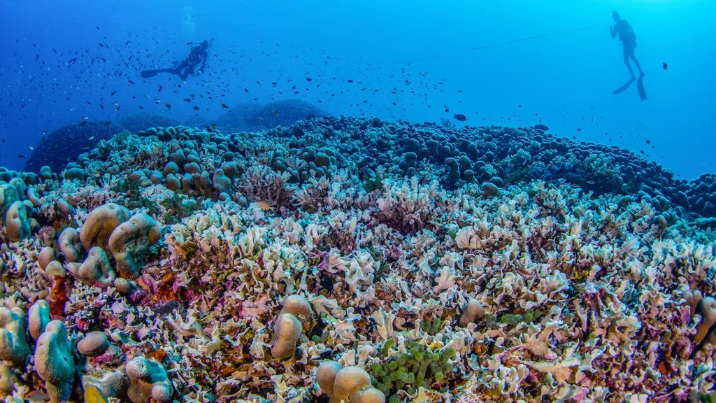Wow! Grootste koraal ter wereld ontdekt