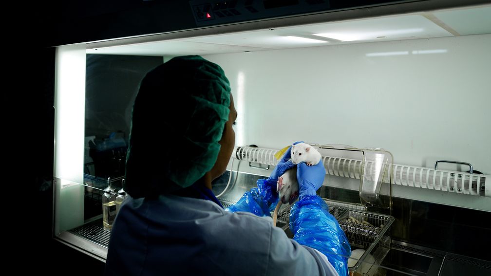 Aantal veiligheidstests op dieren stijgt, adviescomité bezorgd