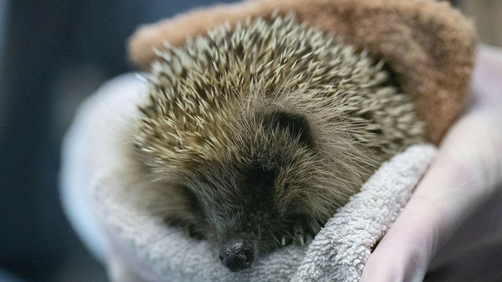 Welke dieren in Nederland doen een winterslaap?