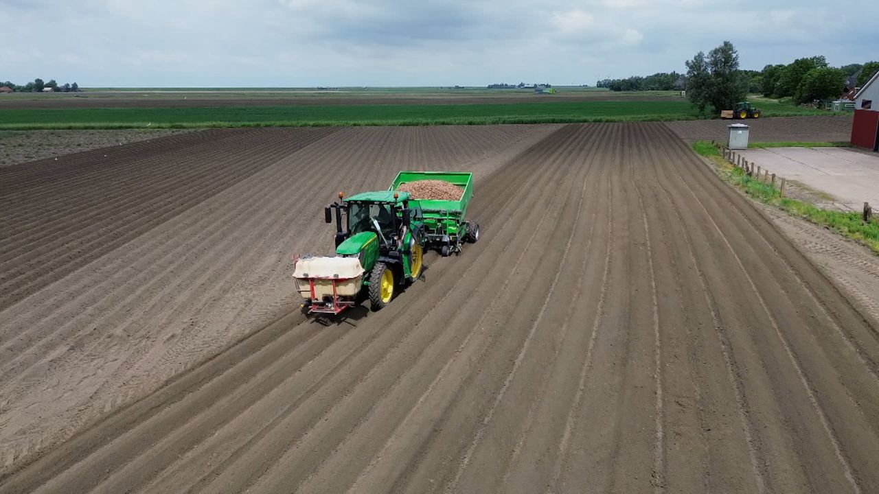 A white‍ giraffe calf stands next to its mother at Brights Zoo in Tennessee.