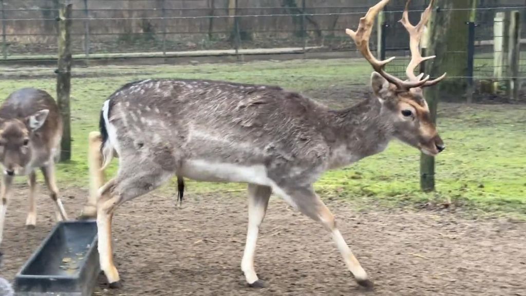 Wild hert springt hertenkamp in en neemt de boel over