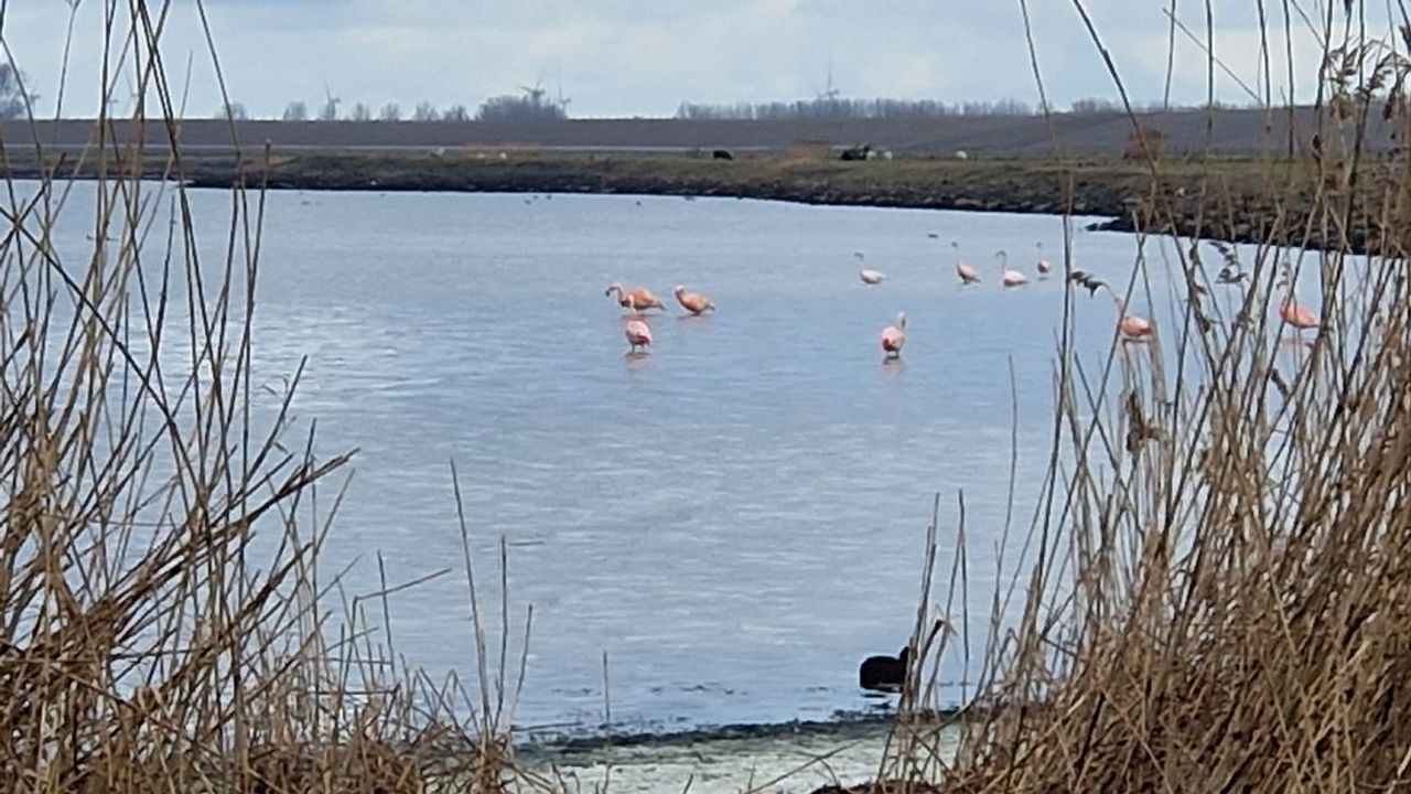 Visitors Disrupt Flamingos at Grevelingenmeer - News Directory 3