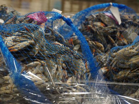 A fisherman with a blue crab