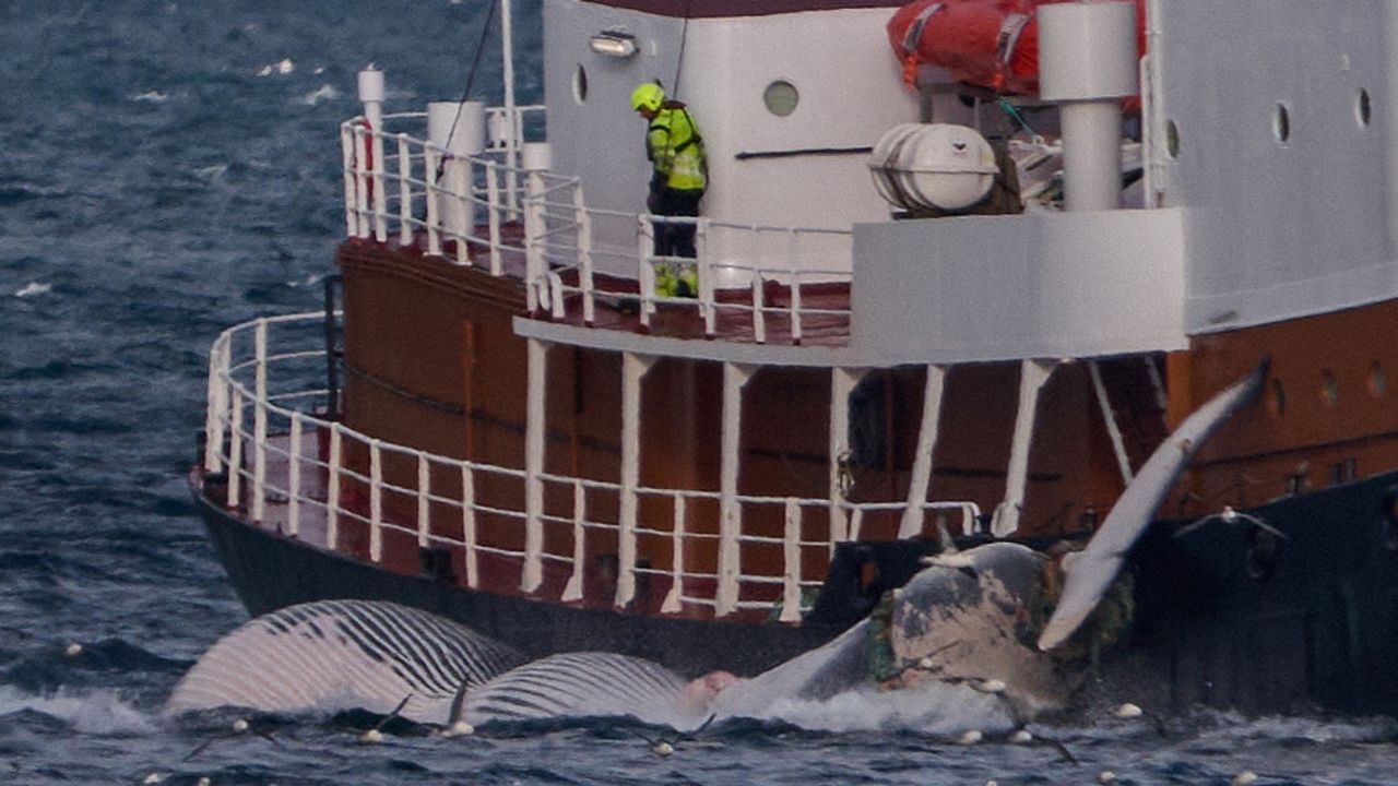 Iceland’s Whaling Season Cancelled: Financially Unviable