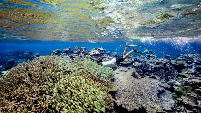 Atol Palmyra, part​ of the reserve