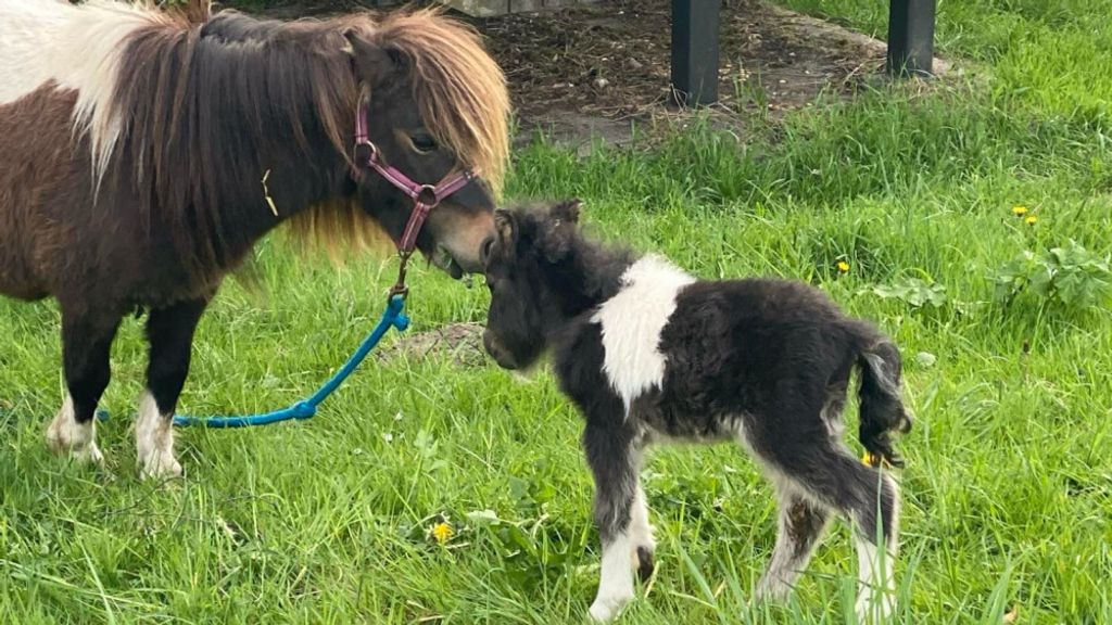 Pasgeboren veulen gestolen in Amsterdam