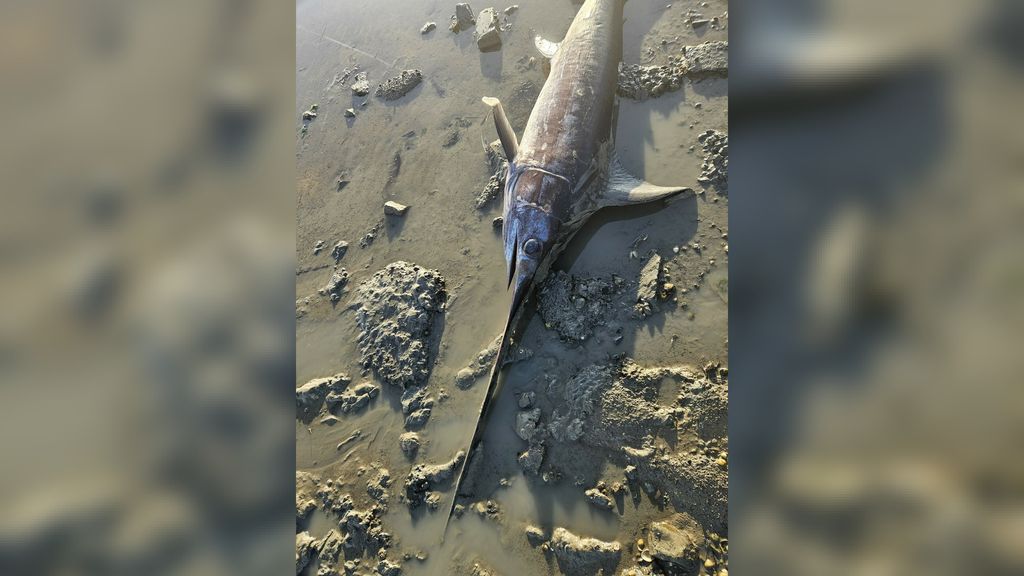 Zwaardvis aangespoeld aan Nederlandse kust