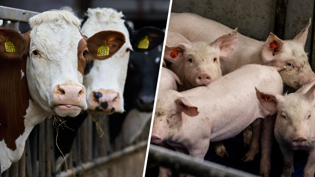 Boeren moeten dieren wegdoen omdat ze te erg stinken