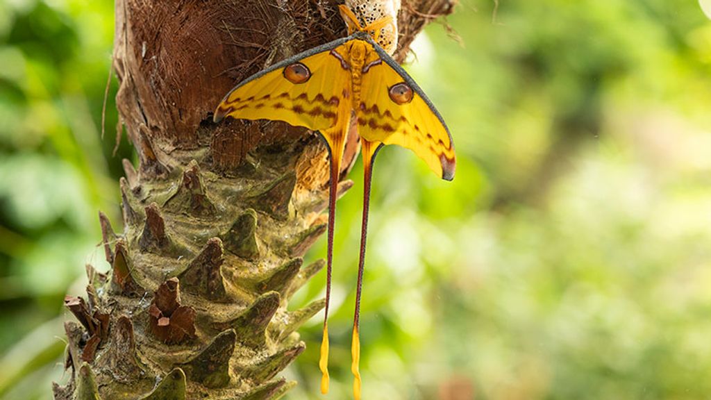 Wow! Vlinder met staart uit cocon gekropen