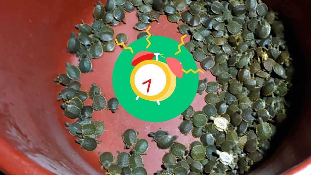 Kleine schildpadjes mogen voor het eerst de zee in
