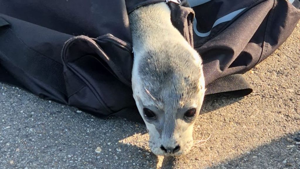 Politie vindt pasgeboren zeehondenpup op illegaal feest in Borgsweer
