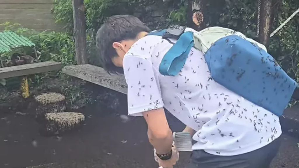 Seoelは「Lovebugs」に浸水し、住民はそれを災害と呼んでいます