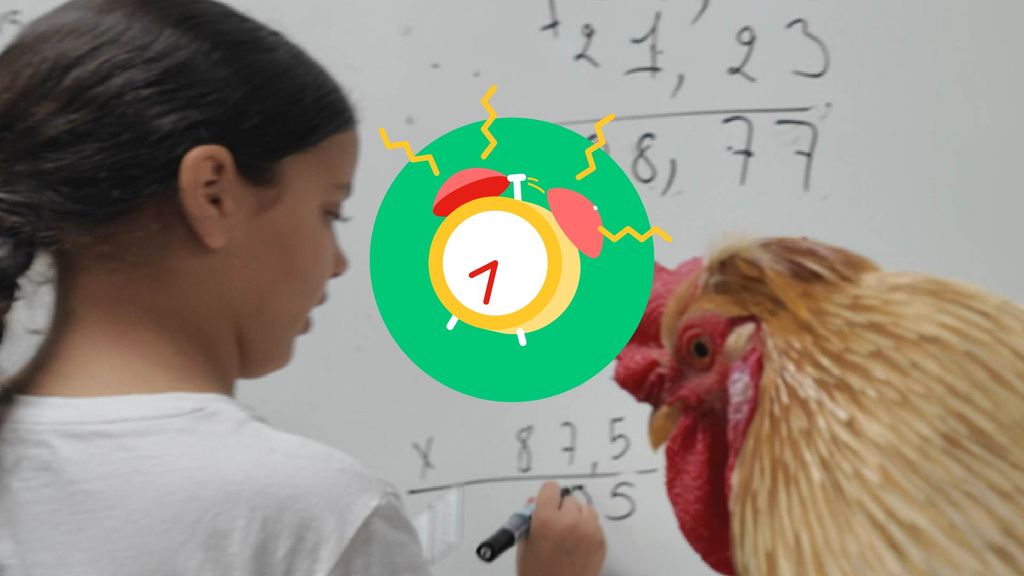 Nieuwswekker: Bijen-aanval + Haan in de klas