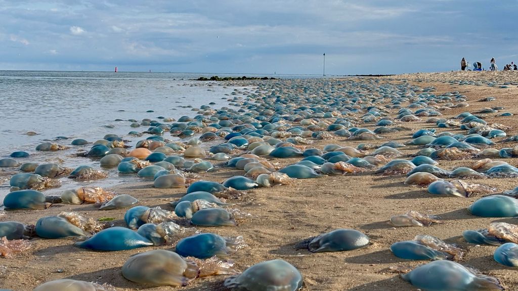 Honderden kwallen aangespoeld op Vlieland