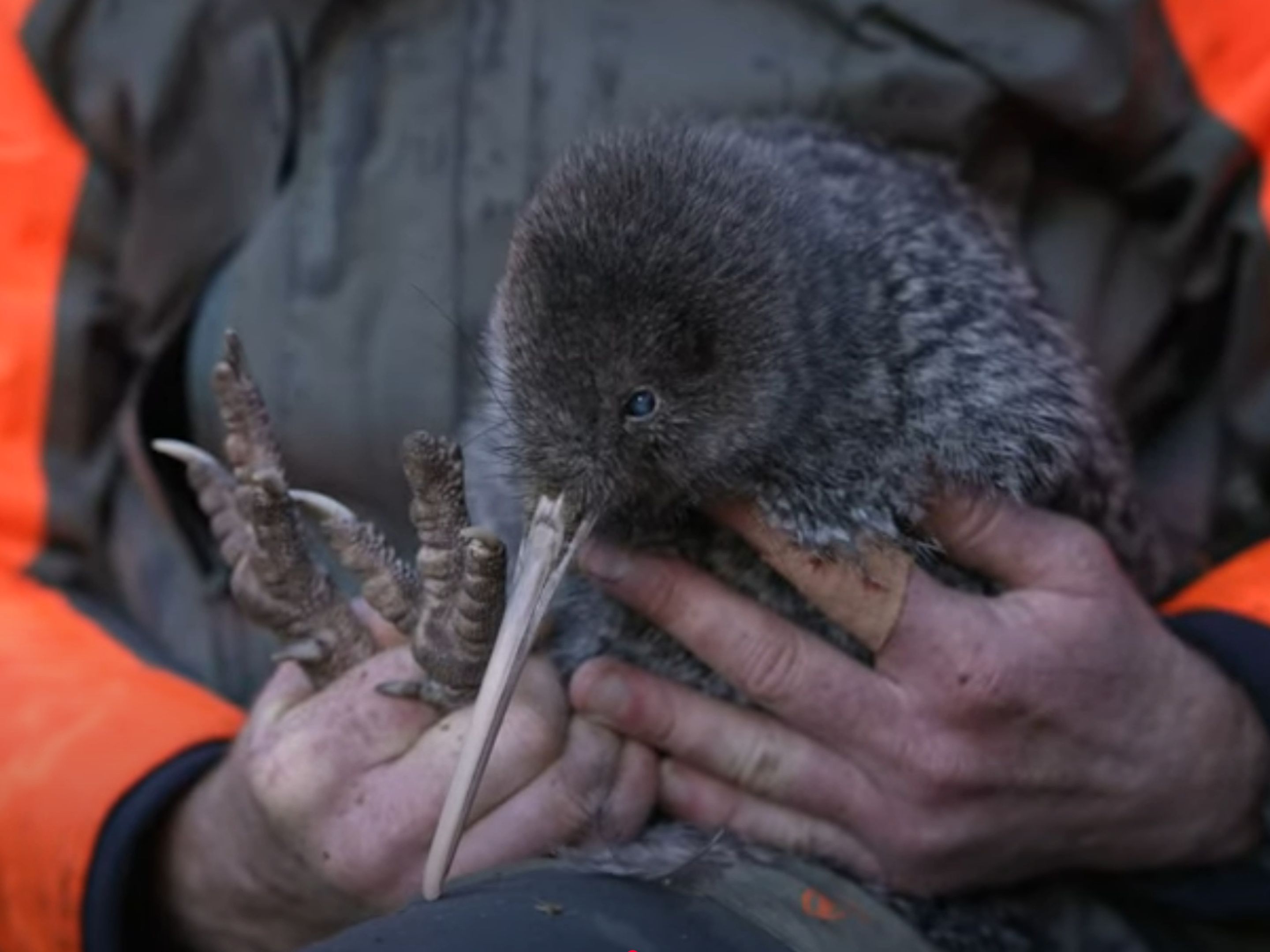 Dieren in Nieuw-Zeeland | Campers Down Under