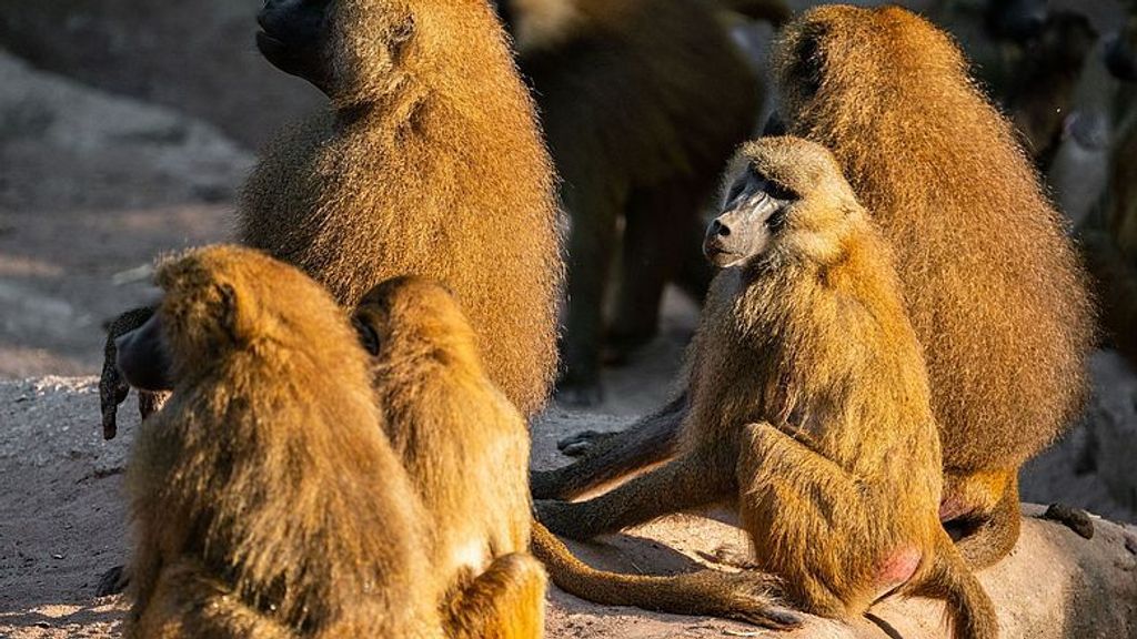 Protest in Duitsland tegen doden bavianen door dierentuin Neurenberg