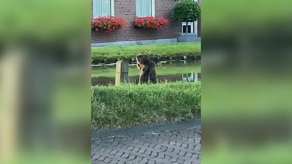 Bever chillt in woonwijk: 'Echt bizar'