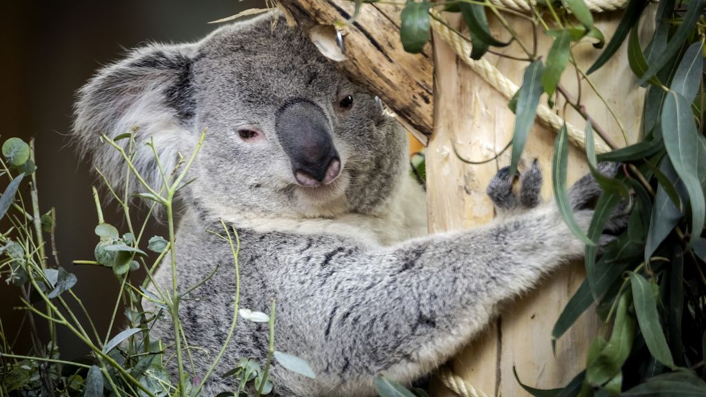 Voor het eerst koala geboren in Nederland, nog verstopt in de buidel