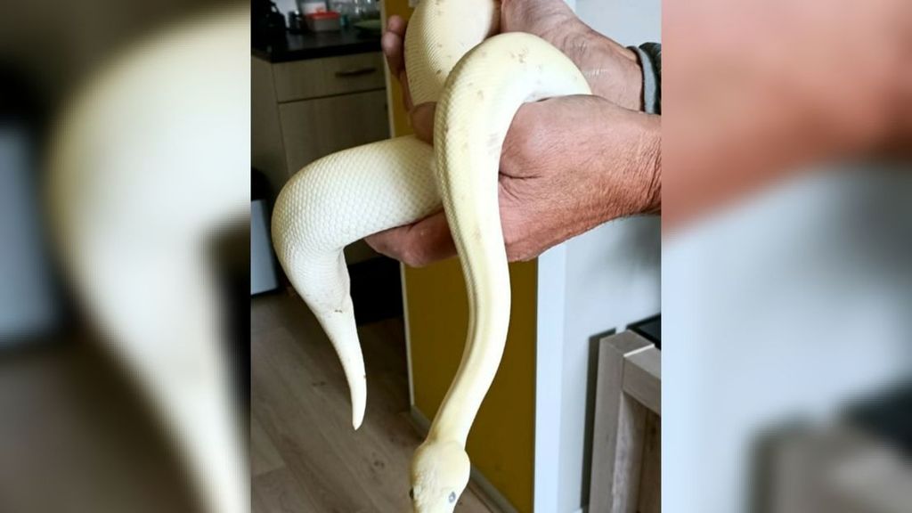 In een week tijd twee exotische slangen opgedoken rond Assen