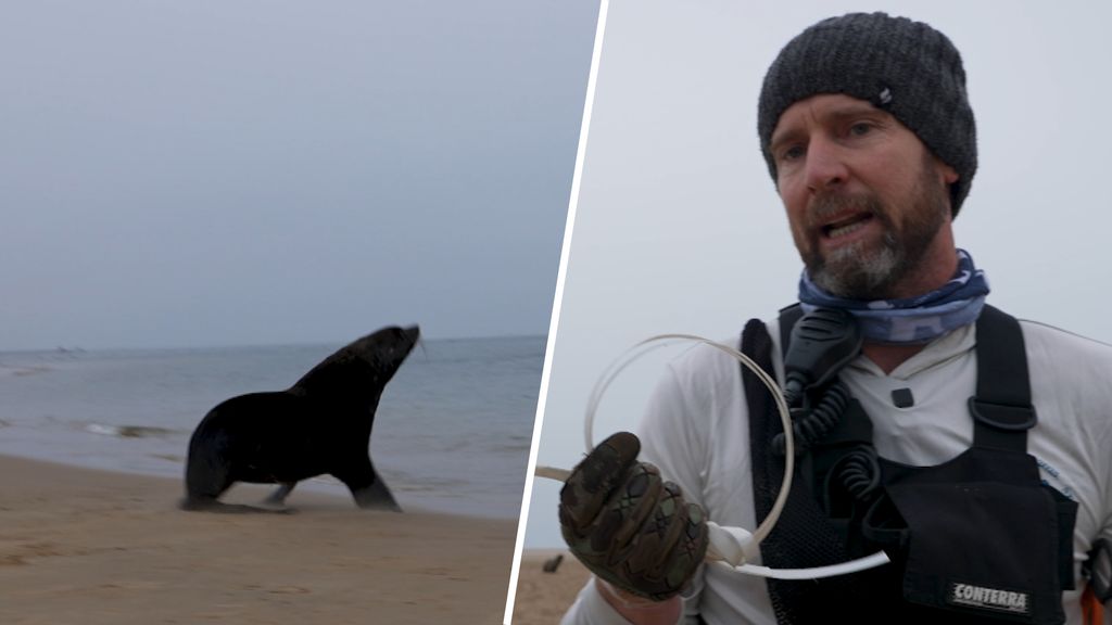 Naude Redt Zeerobben In Namibi Die Verstrikt Zitten In Plastic Hart naude-redt-zeerobben-in-namibi-die-verstrikt-zitten-in-plastic-hart