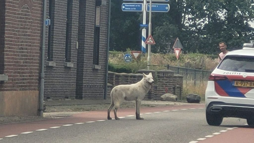 Politie schiet ontsnapte wolfhond dood bij Belfeld (L)