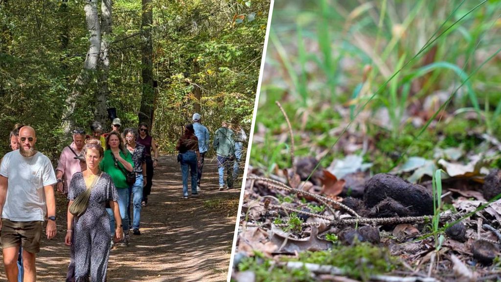 Vlieland is klaar met bospoepers: 'Heb er twee gezien'