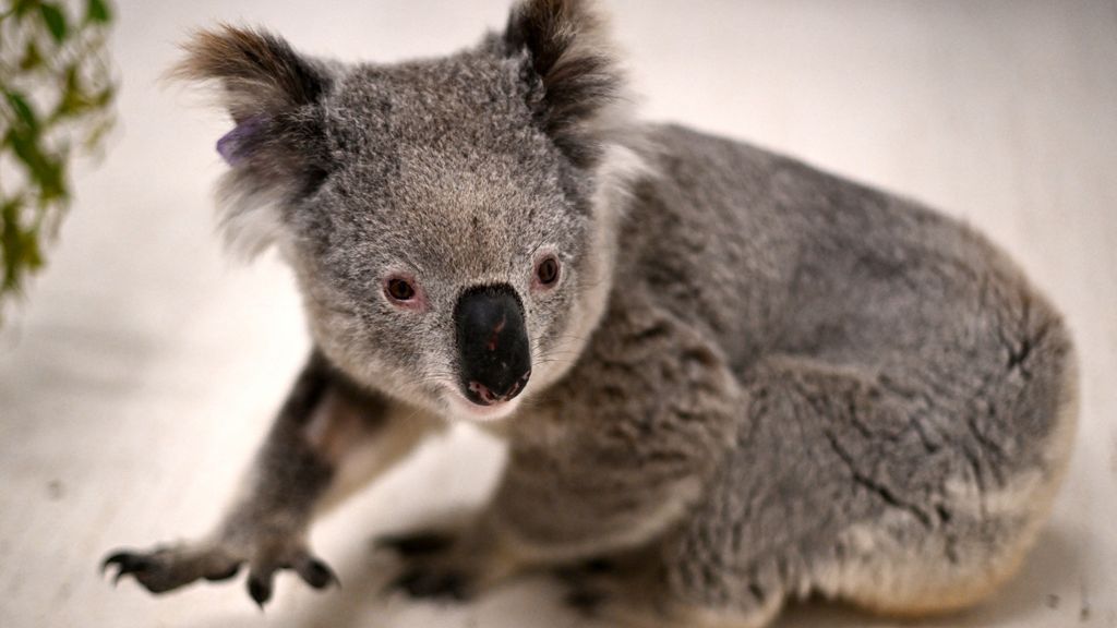 Pierwsza szczepionka przeciw chlamydii dla koali zatwierdzona w Australii