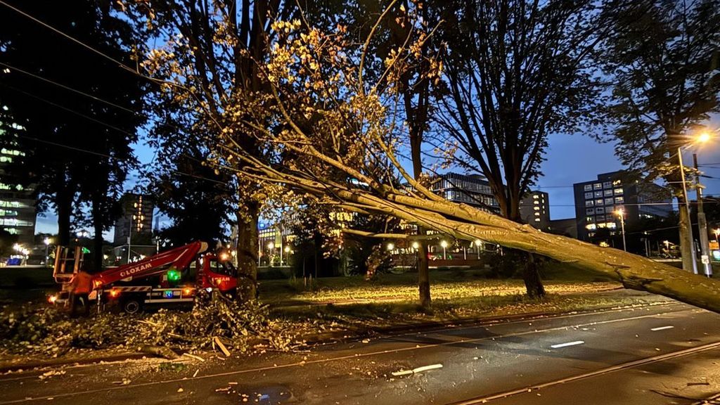 Foto: KNMI waarschuwt voor windstoten: omgevallen bomen en geen corso-rondgang