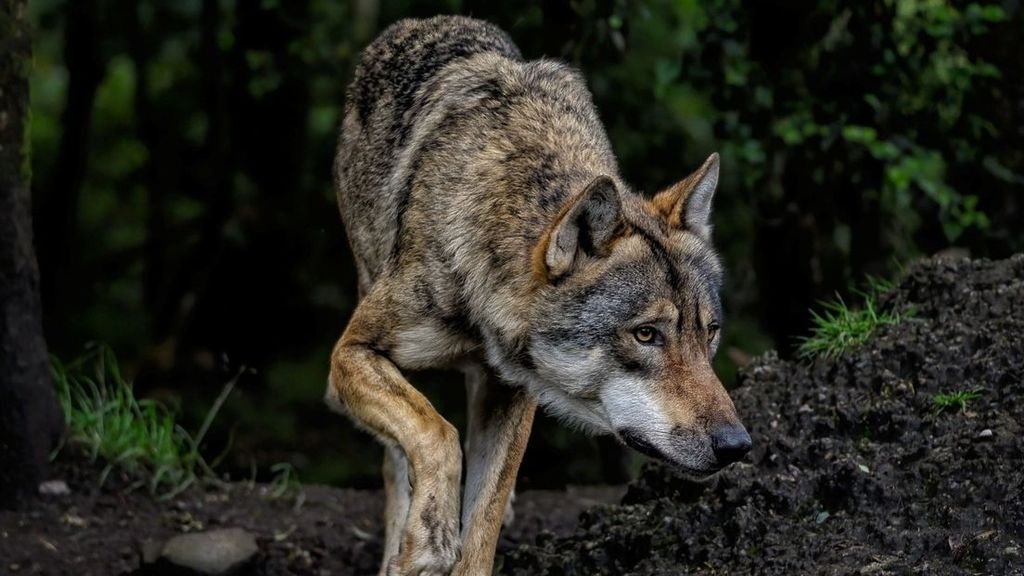Rada Stanu o problematycznych wilkach: Krytyka i zalecenia