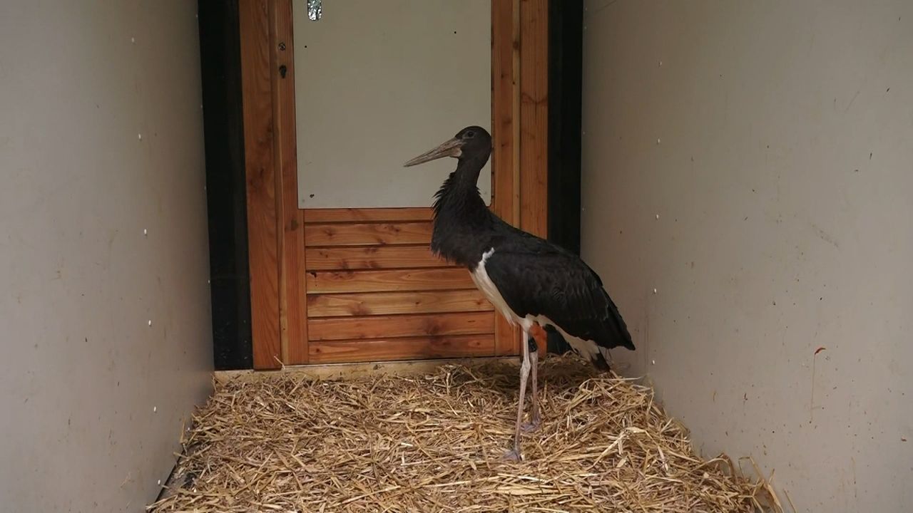 Zwarte ooievaar gespot in Groningen