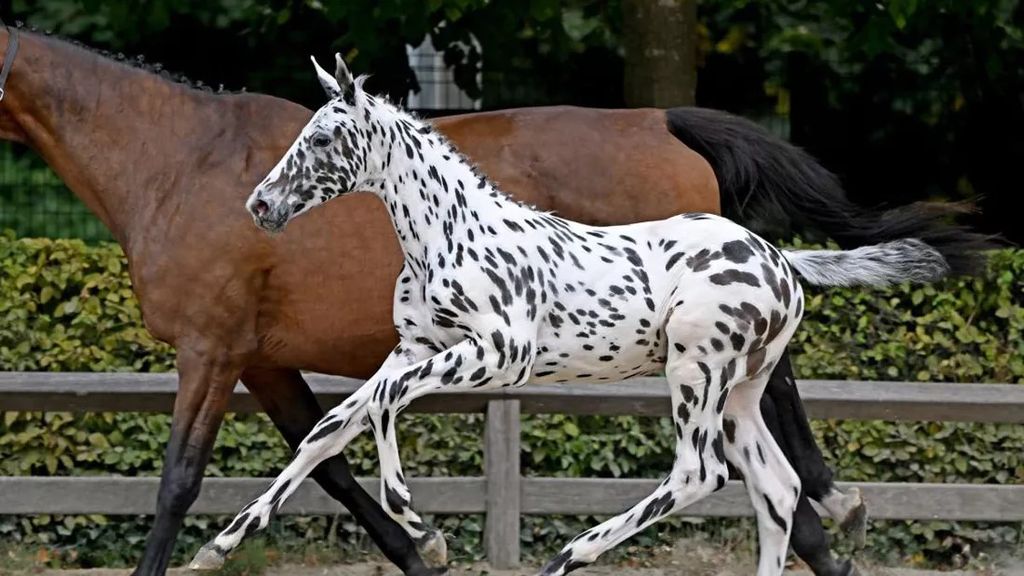 Paard met vlekken geveild voor meer dan 400.000 euro
