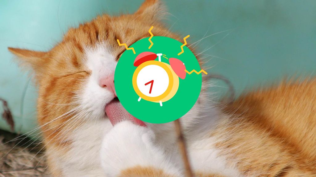 Nieuwswekker: Heel veel regen + Het is Dierendag!