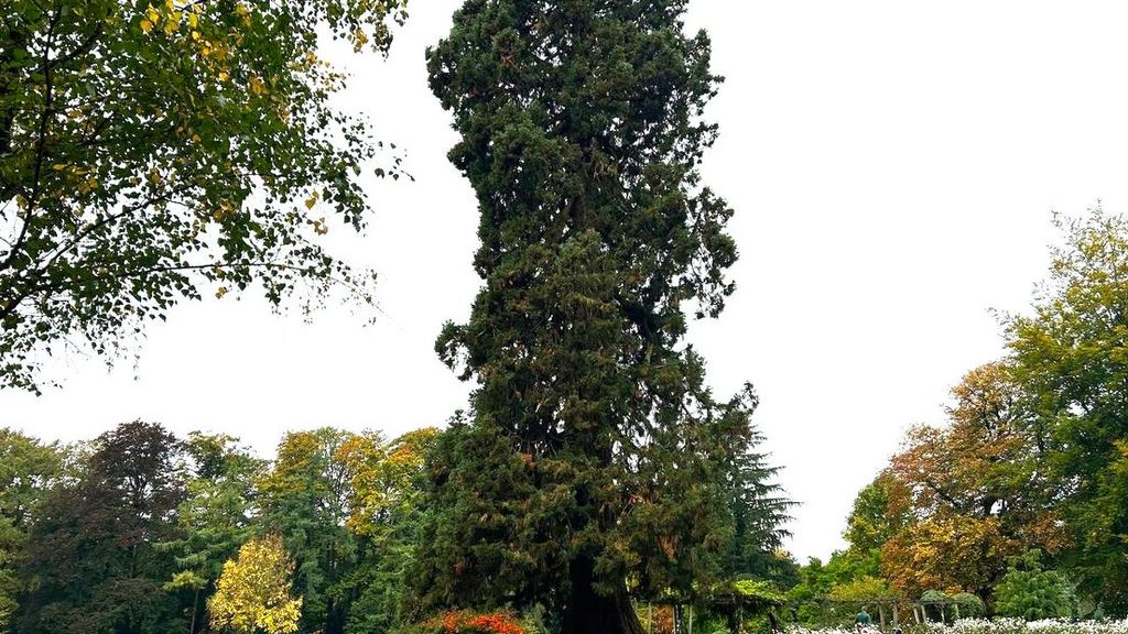 Foto: Boom van het Jaar staat in Enschede: een mammoetboom van 35 meter