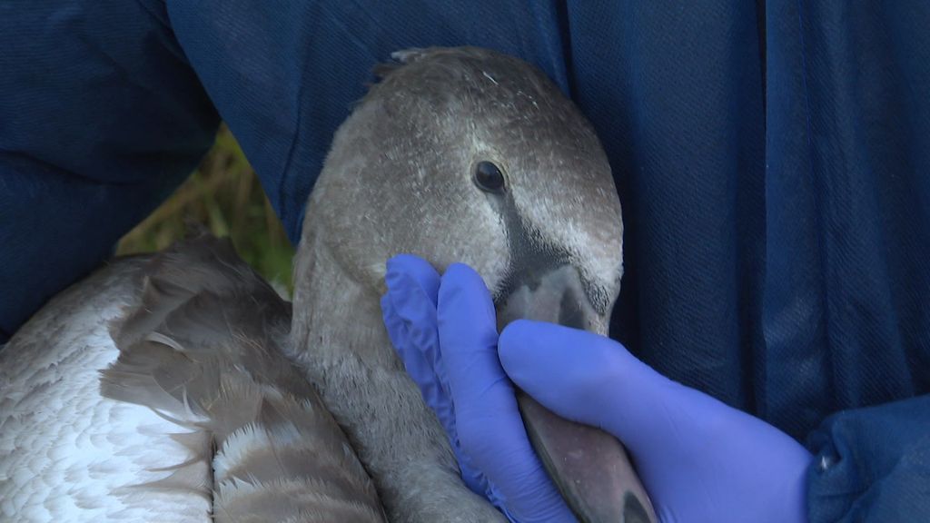 Vogelgriep slaat nu ook toe onder wilde vogels