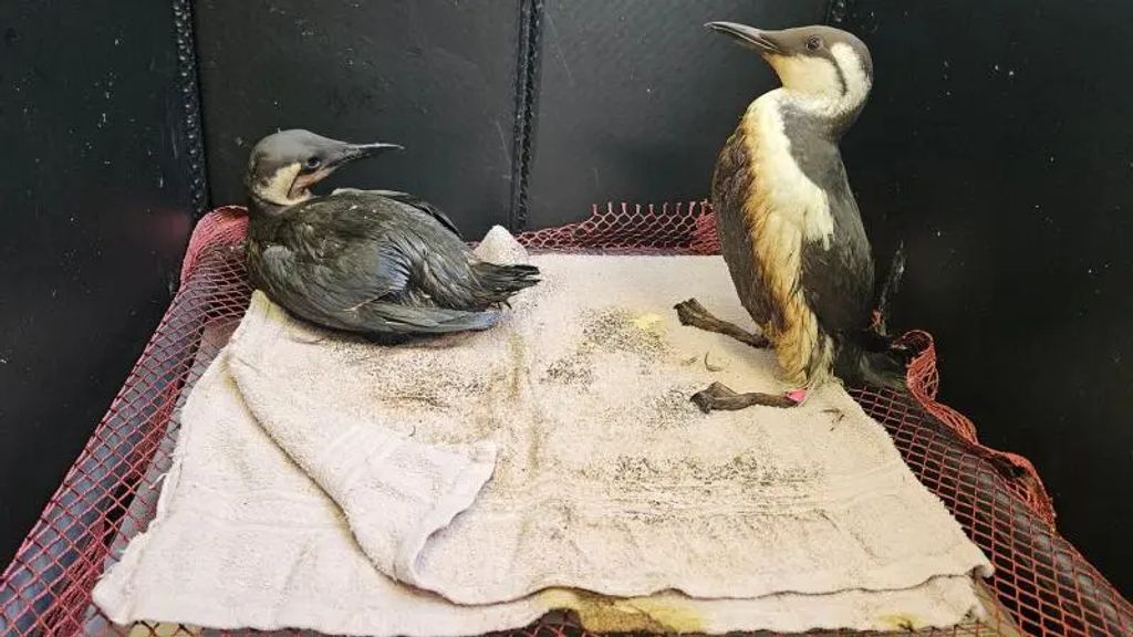 Zeevogels langs de kust onder de olie: 'Zien we niet vaak meer'